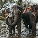 elefantes en peligro de extinción3
