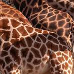 interesting facts for kids about giraffes1