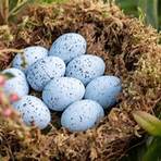blue jay eggs incubation4