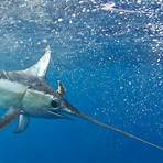 swordfish animal2