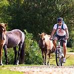 New Forest, Hampshire, England, UK3