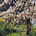 barbarazweige welcher baum1