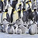 penguin group is called what name3