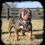 bully dogs for sale in florida4