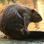 Beaver wikipedia5