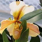 frauenschuh orchideen1