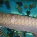 black water arowana5