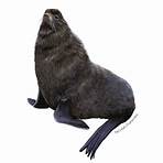 nocturnal sea lion5