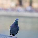 pigeons de paris1