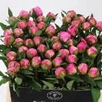 is dr alexander fleming a good peony company3