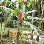 bananeira de jardim vermelha4