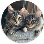 maine coon rescues for adoption1
