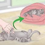 how to use cats3