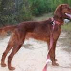 irish setter rescue dogs available1