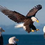 eagles wikipedia2