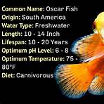 oscar fish1
