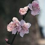 When did peach blossoms open?3