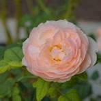 englische rosensorten2
