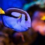 Clownfish3