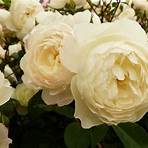 white rose varieties4