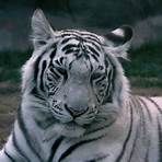 White Tiger3