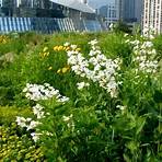 is the chicago city hall greenroof open hours2