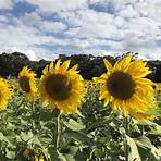 Sunflower, Mississippi, Vereinigte Staaten3
