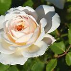 types of white roses2