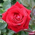 ingrid bergman rose for sale3