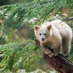 Great Bear Rainforest: Land of the Spirit Bear film5