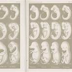 What did Ernst Haeckel discover in his embryos?1