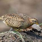 bottom quails in the wild1