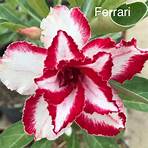 flor do deserto wikipedia1