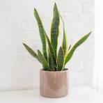 snake plant wikipedia meaning examples pdf version2