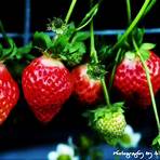 小林製藥 喉嚨痛噴劑 草莓1