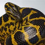 anaconda amarela4