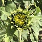 Sunflower, Mississippi, Vereinigte Staaten1