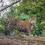 jaguares4
