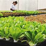 what is aquaponic gardening1
