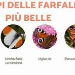 nomi farfalle in italiano2