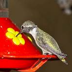 Hummingbird4