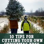Can you cut down your own Christmas tree?3