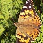 american painted lady1