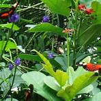 niagara falls canada butterfly conservatory1