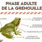 vie de la grenouille1