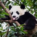 random panda facts4