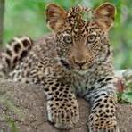 leopardo animado1