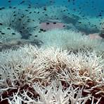 tipos de corais3