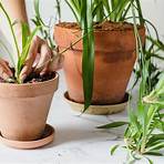 How do you propagate a spider plant?2