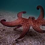 il mio amico octopus2